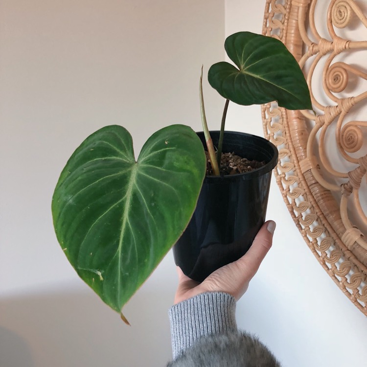 plant image 806981