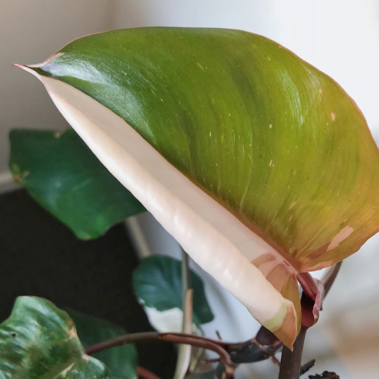 Plant image Philodendron 'White Knight'