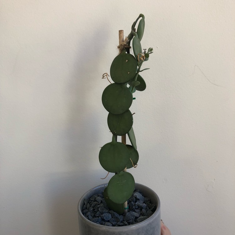 Plant image Xerosicyos danguyi