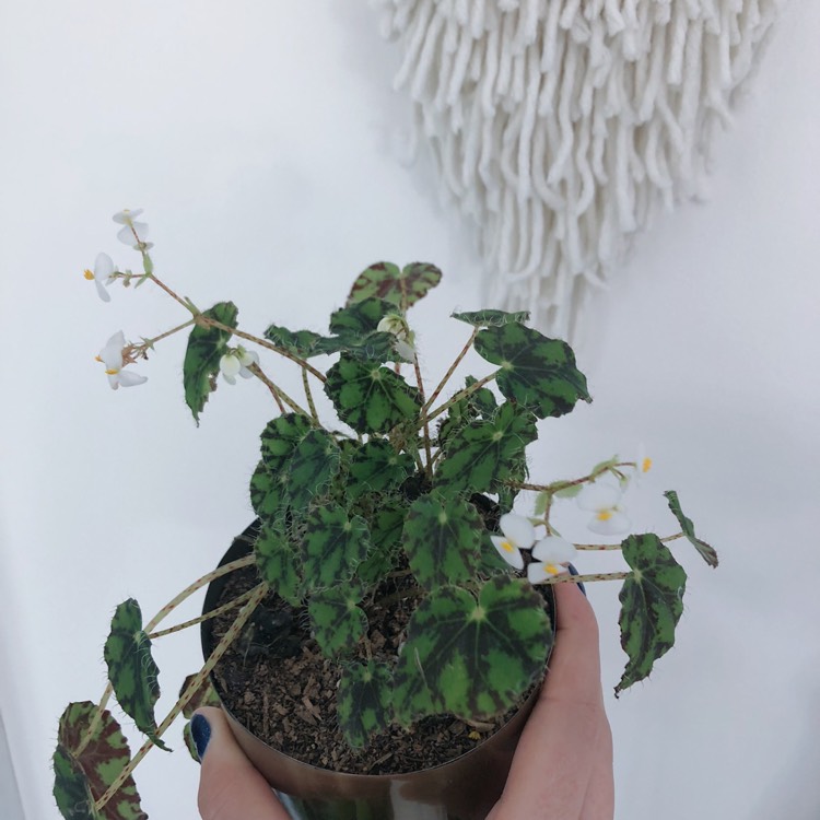 Plant image Begonia 'Tiger Paws'