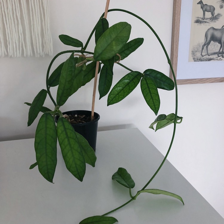 Plant image Hoya