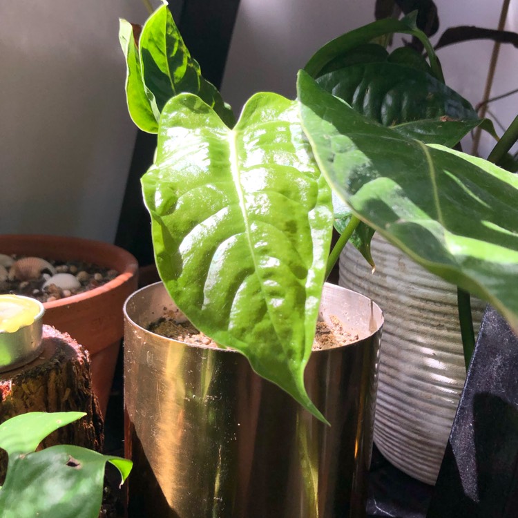 Plant image Anthurium veitchii