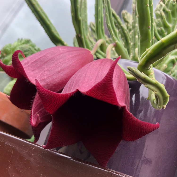 plant image 962193