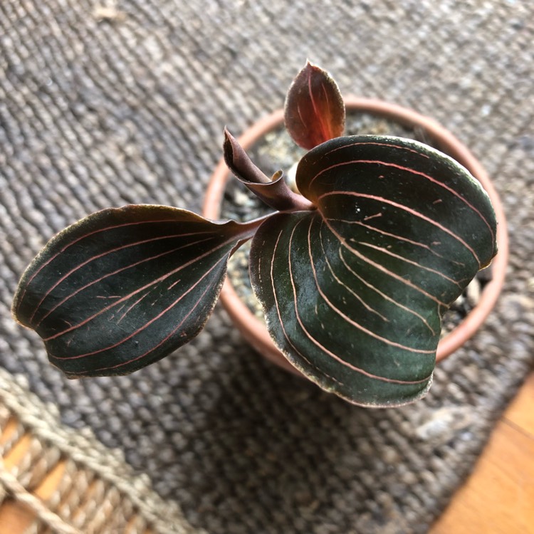Plant image Ludisia discolor