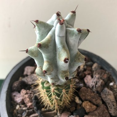 yougrowgirl's plant