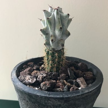 yougrowgirl's plant