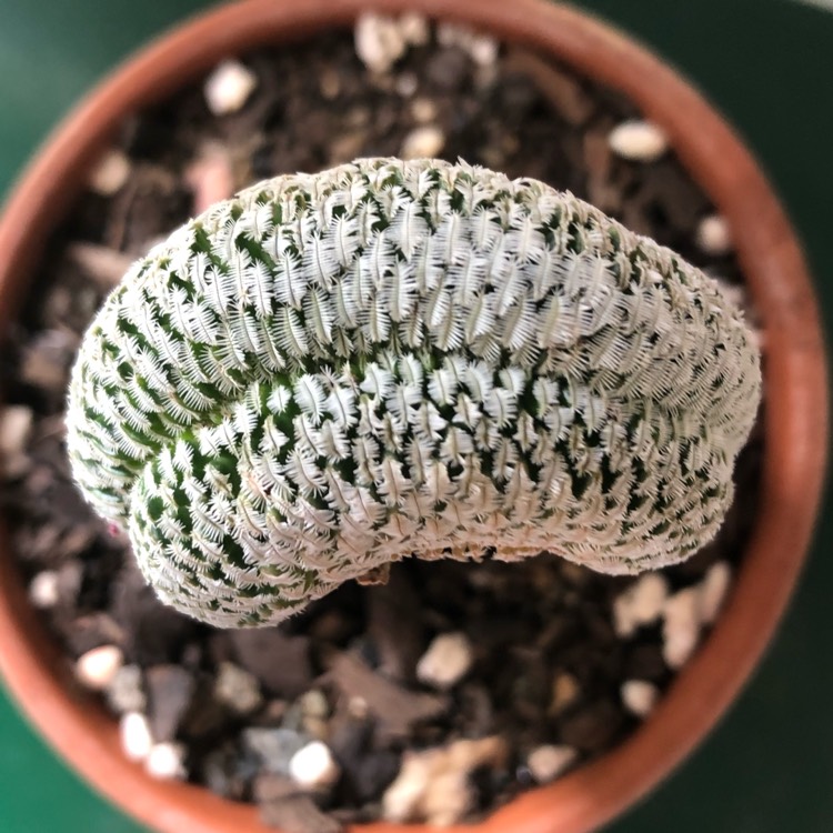 plant image 966298