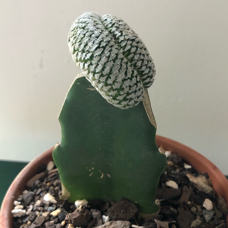 plant image 966299