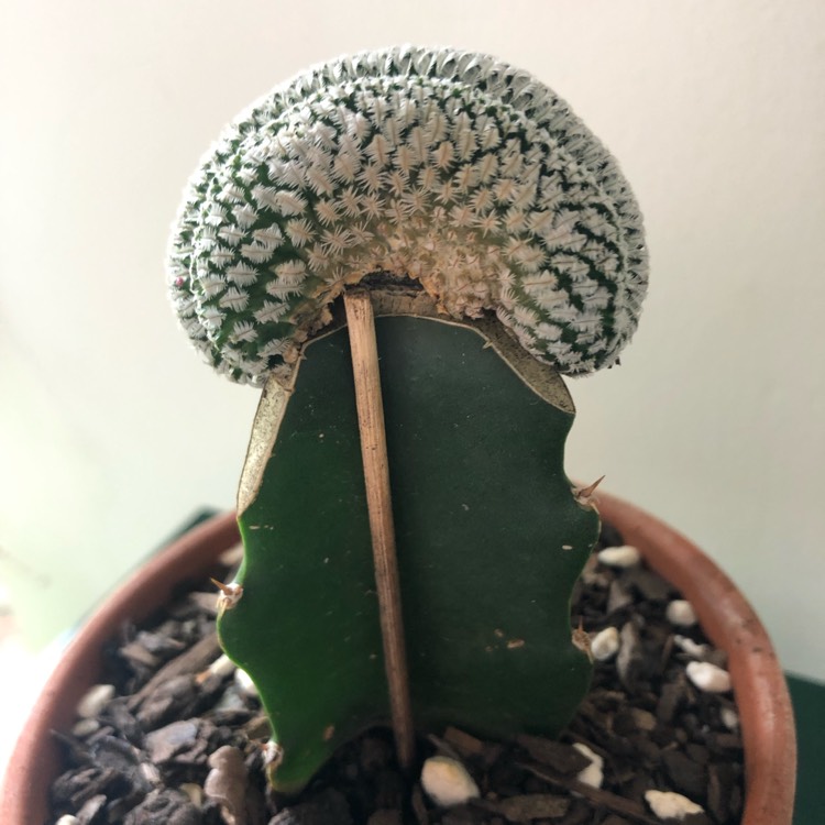 plant image 966301
