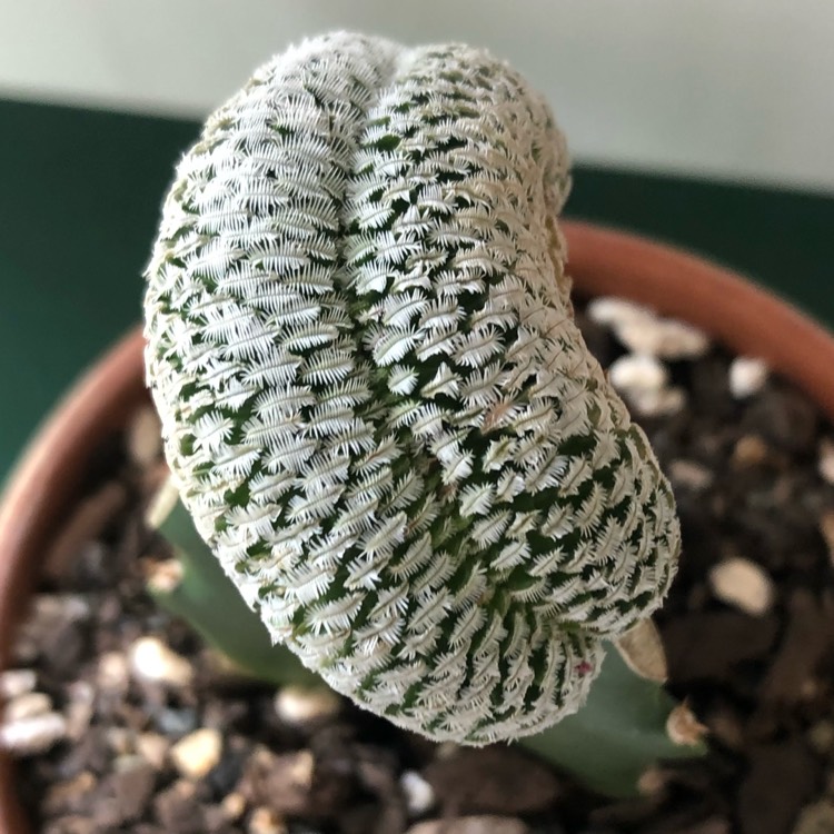 plant image 966302
