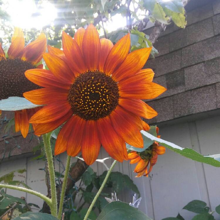 Plant image Helianthus annuus 'Crimson Queen'