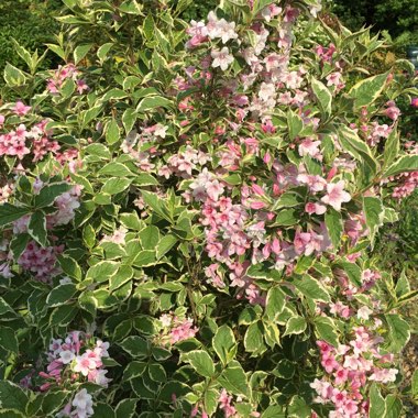 Weigela 'Magical Rainbow'