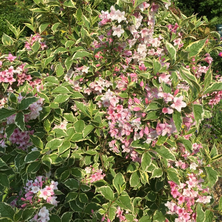 Plant image Weigela florida 'Kolmagira' syn. Weigela florida 'Magical Rainbow', Weigela florida 'Rainbow Sensation'