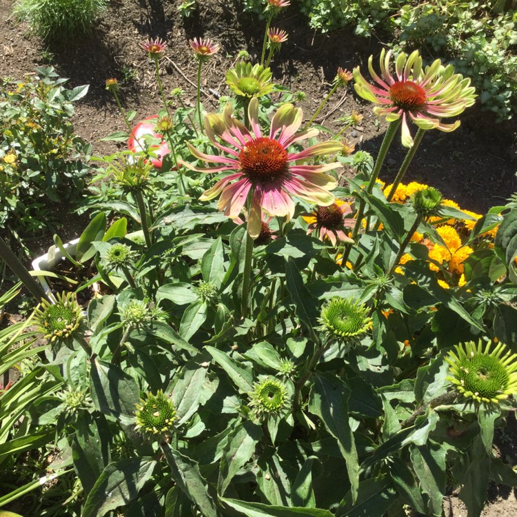 Plant image Echinacea purpurea 'Green Twister'
