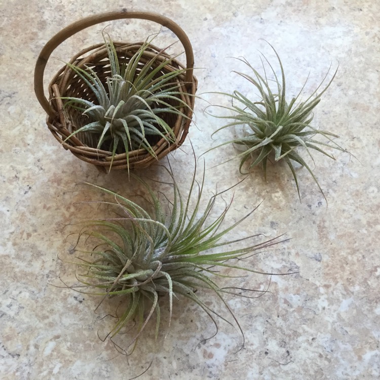 Plant image Tillandsia jucunda