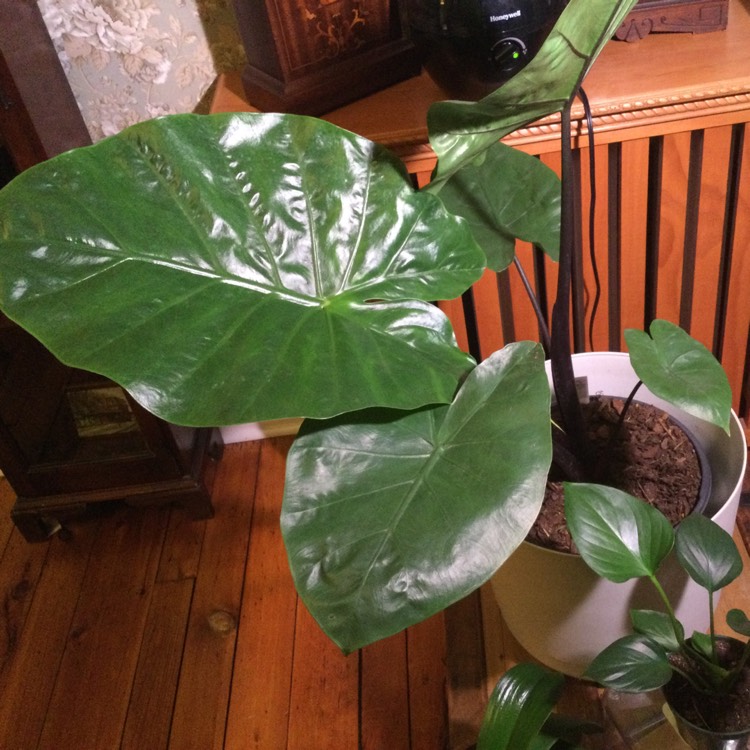 Plant image Alocasia