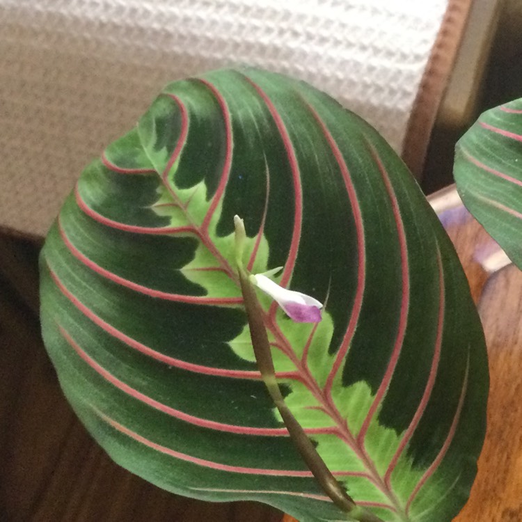 Plant image Maranta Leuconeura Var. Erythroneura