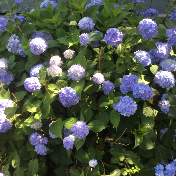 plant image 1505525 plant image 1505525