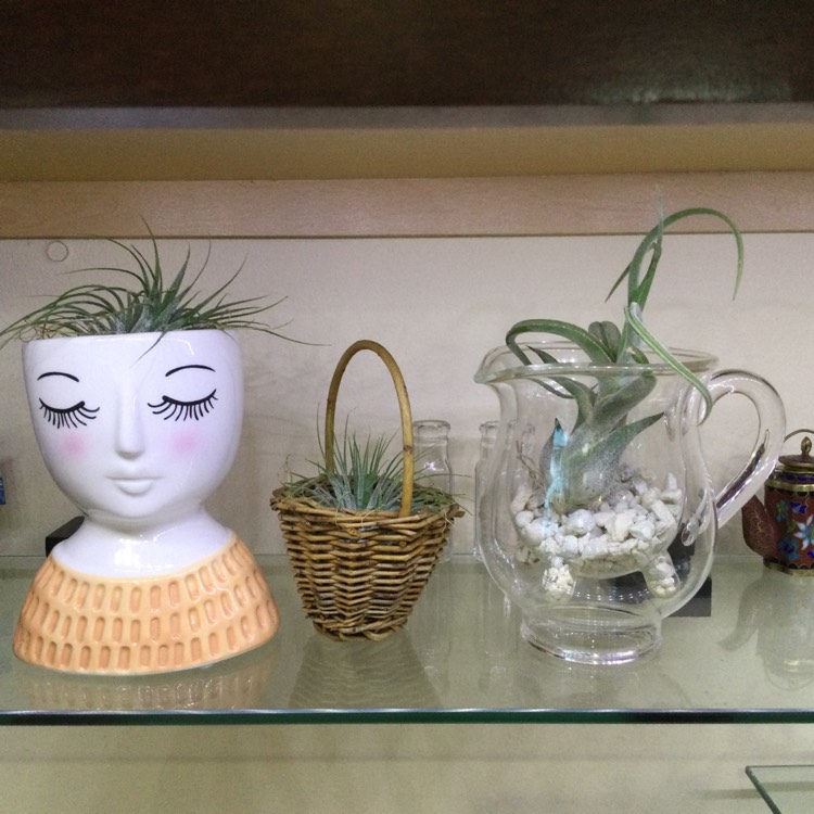 plant image 1636512