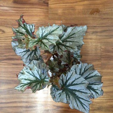 Looking Glass Begonia