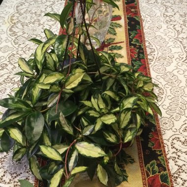 Wax Plant