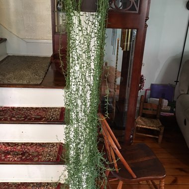 Senecio 'String Of Bananas'