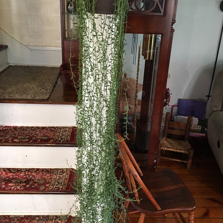 plant image 1642412