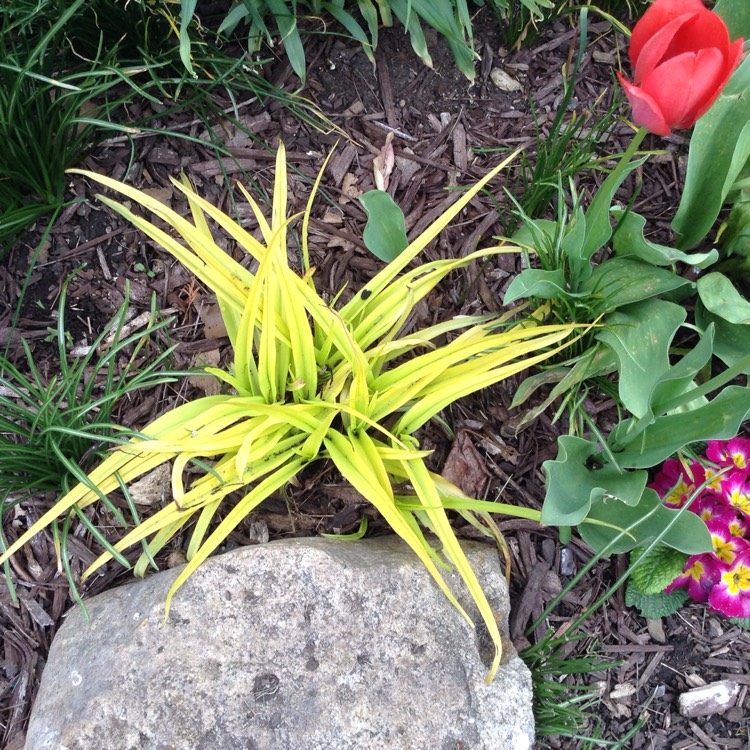 plant image 377315 plant image 377315