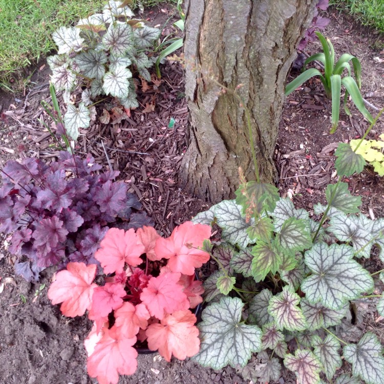 plant image 396274