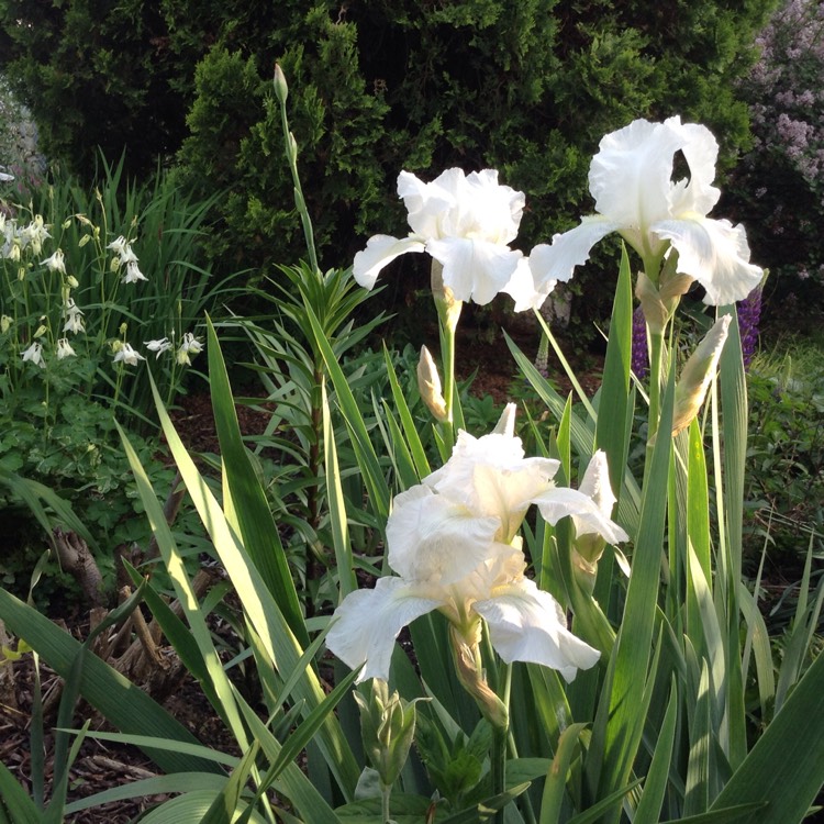 Plant image Iris x germanica 'English Cottage'