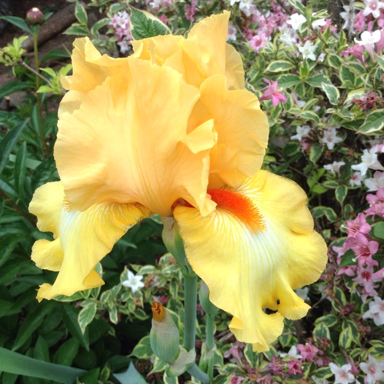 Plant image Iris x germanica 'Harvest of Memories'