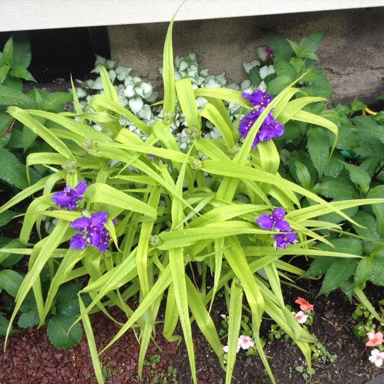 plant image 417194 plant image 417194