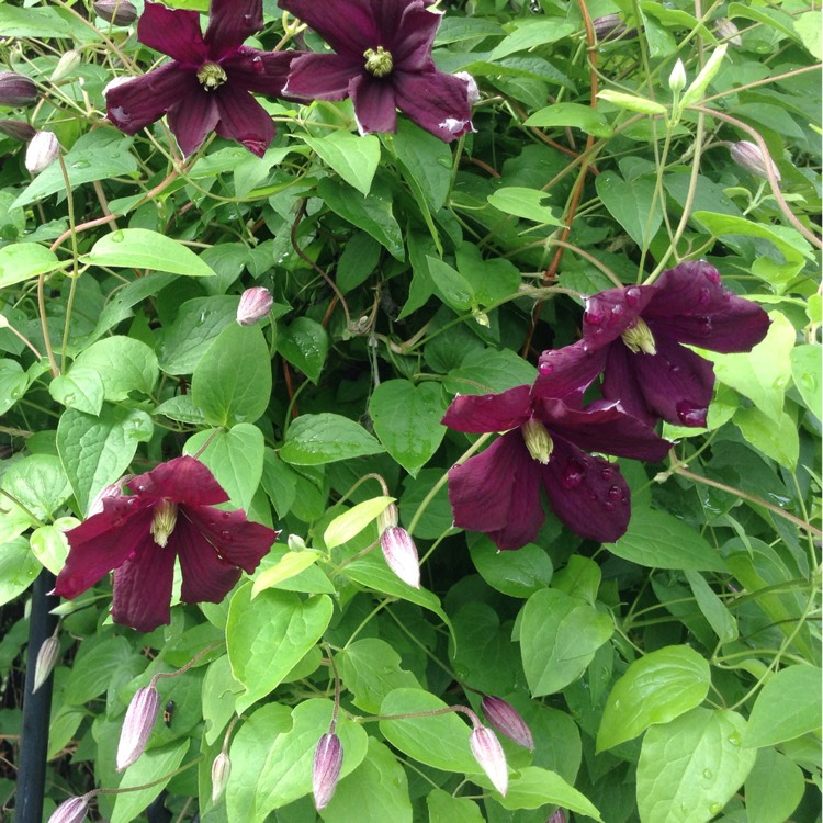 plant image 437434 plant image 437434