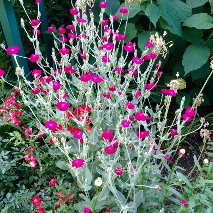 Plant image Lychnis coronaria 'Gardeners World'