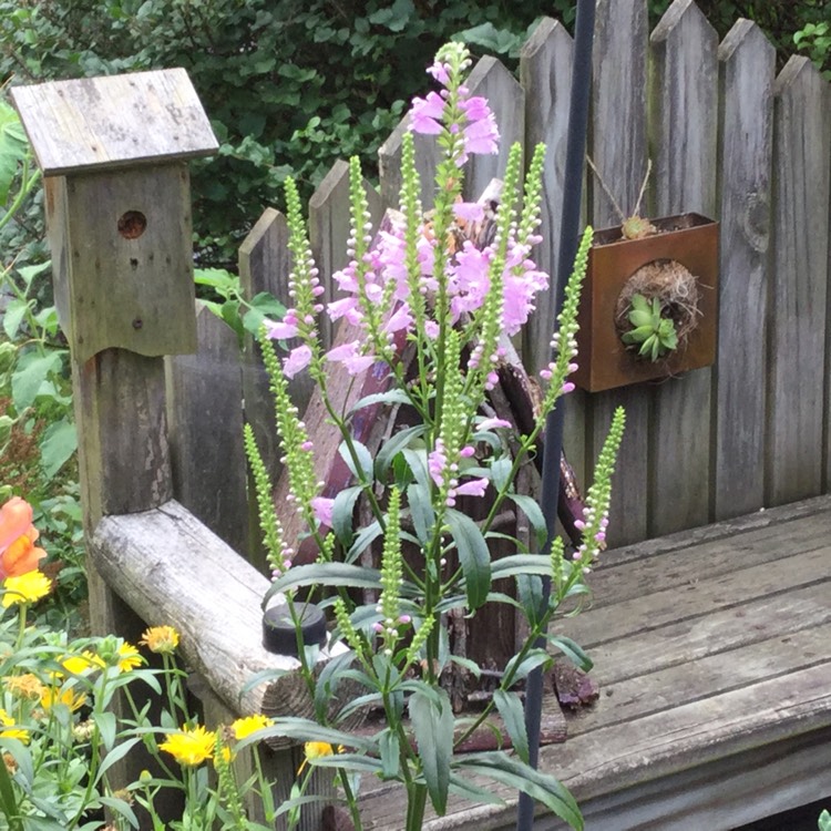 plant image 507224