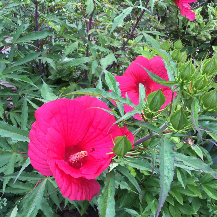 plant image 507226