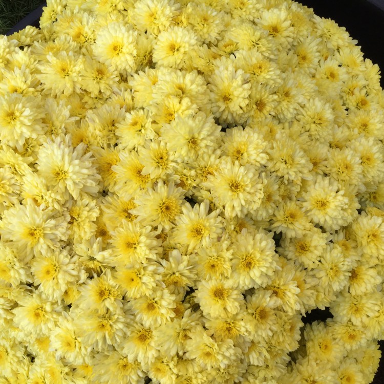 Plant image Chrysanthemum 'Poppins Yellow Jewel'