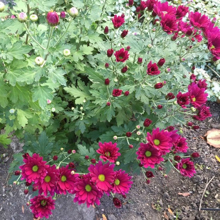 plant image 567040