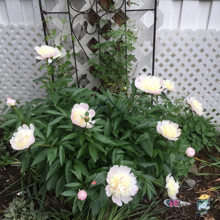 Plant image Paeonia lactiflora 'Angel Cheeks'