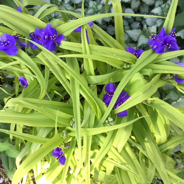 Plant image Tradescantia (Andersoniana Group) 'Sweet Kate'