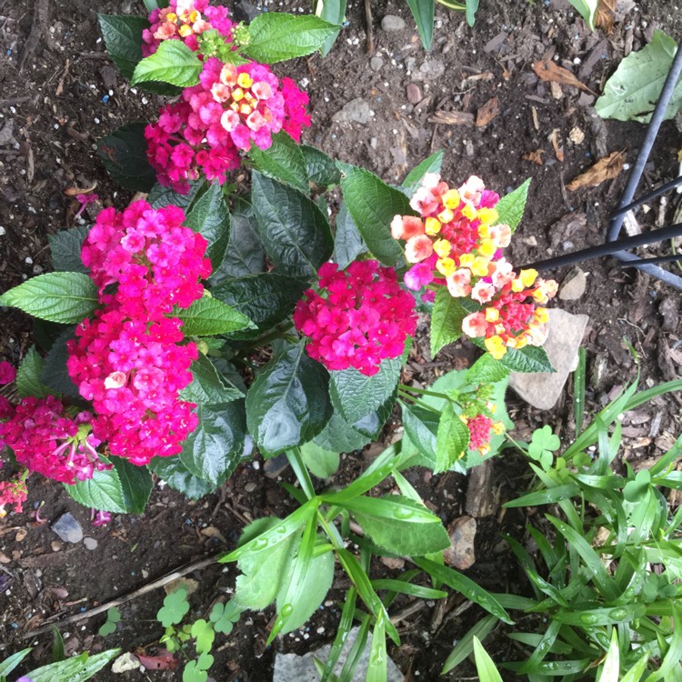 Plant image Lantana camara 'Bante Cheriasun' (Bandana Series) syn. Lantana 'Bandana Cherry Sunrise'