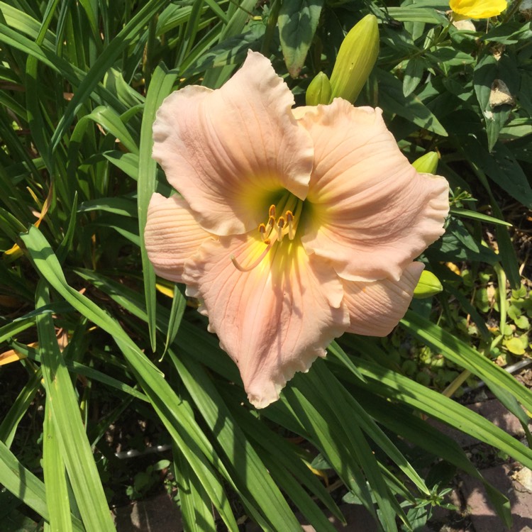Plant image Hemerocallis 'Pink Monday'