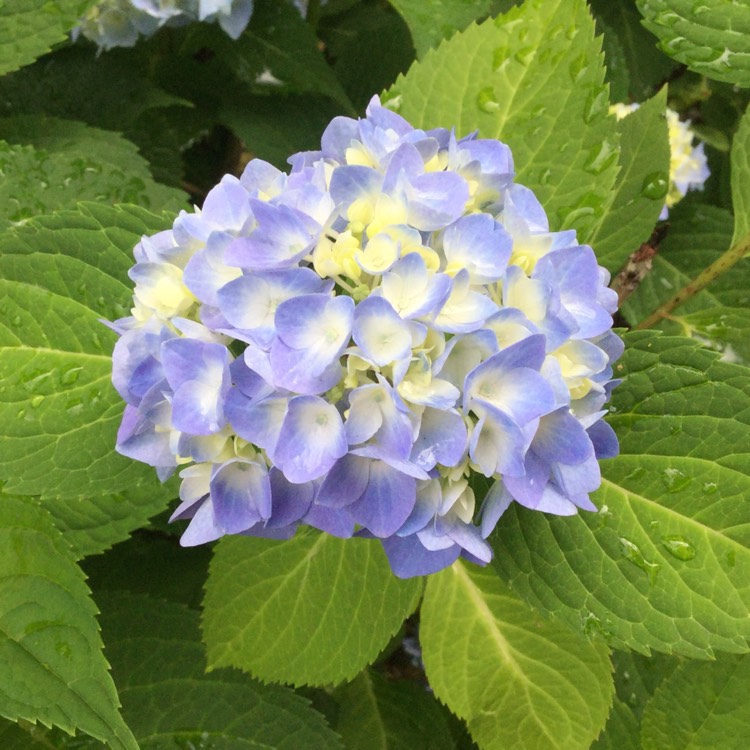 plant image 771847 plant image 771847