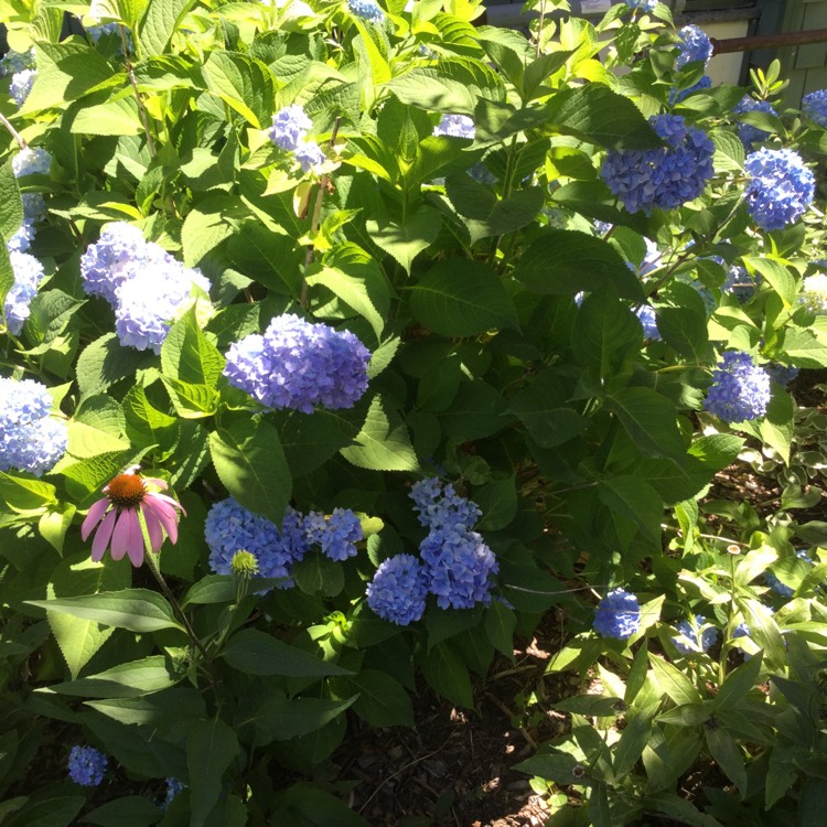 plant image 777625 plant image 777625