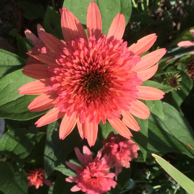 Plant image Echinacea 'Balsomcor' (Sombrero Series) syn. Echinacea 'Sombrero Hot Coral'