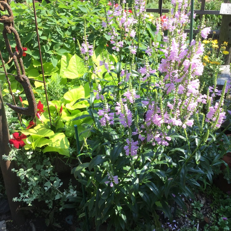 Plant image Physostegia virginiana 'Bouquet Rose'