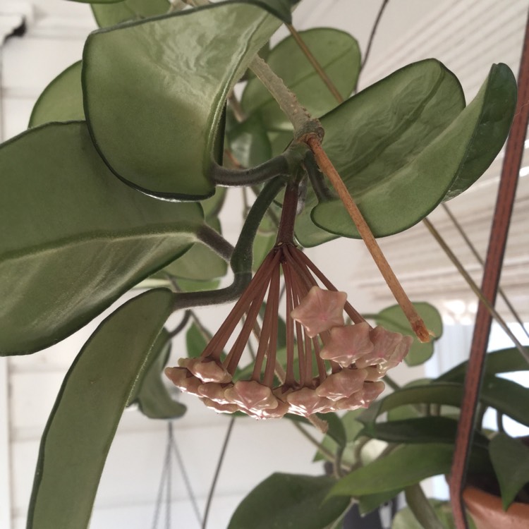 plant image 809381