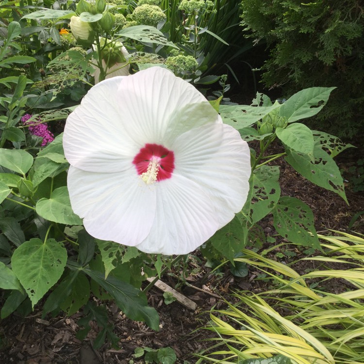 plant image 812346