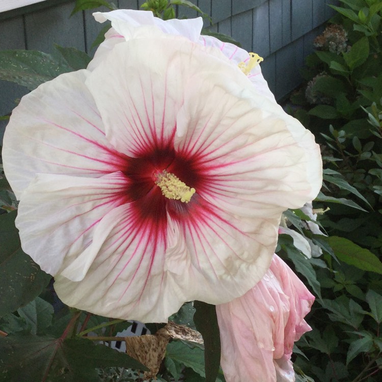Plant image Hibiscus moscheutos 'Kopper King'
