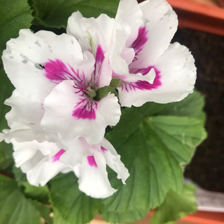Plant image Pelargonium 'Ritchie'